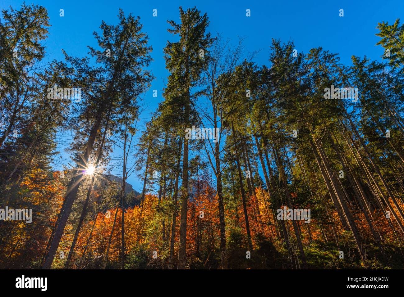 Zauberwald ou Magic Wood avec le ruisseau Ramsauer Ache près de Hintersee dans les couleurs d'automne, Ramsau, haute-Bavière, sud de l'Allemagne Banque D'Images