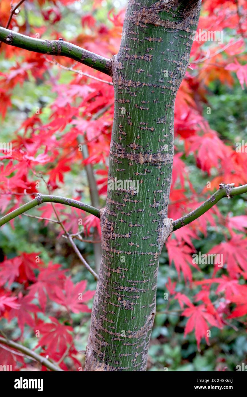 Acer palmatum ‘Bloodgood’ Bloodgood érable japonais – écorce vert olive avec stries grises et blotches à buff, novembre, Angleterre, Royaume-Uni Banque D'Images