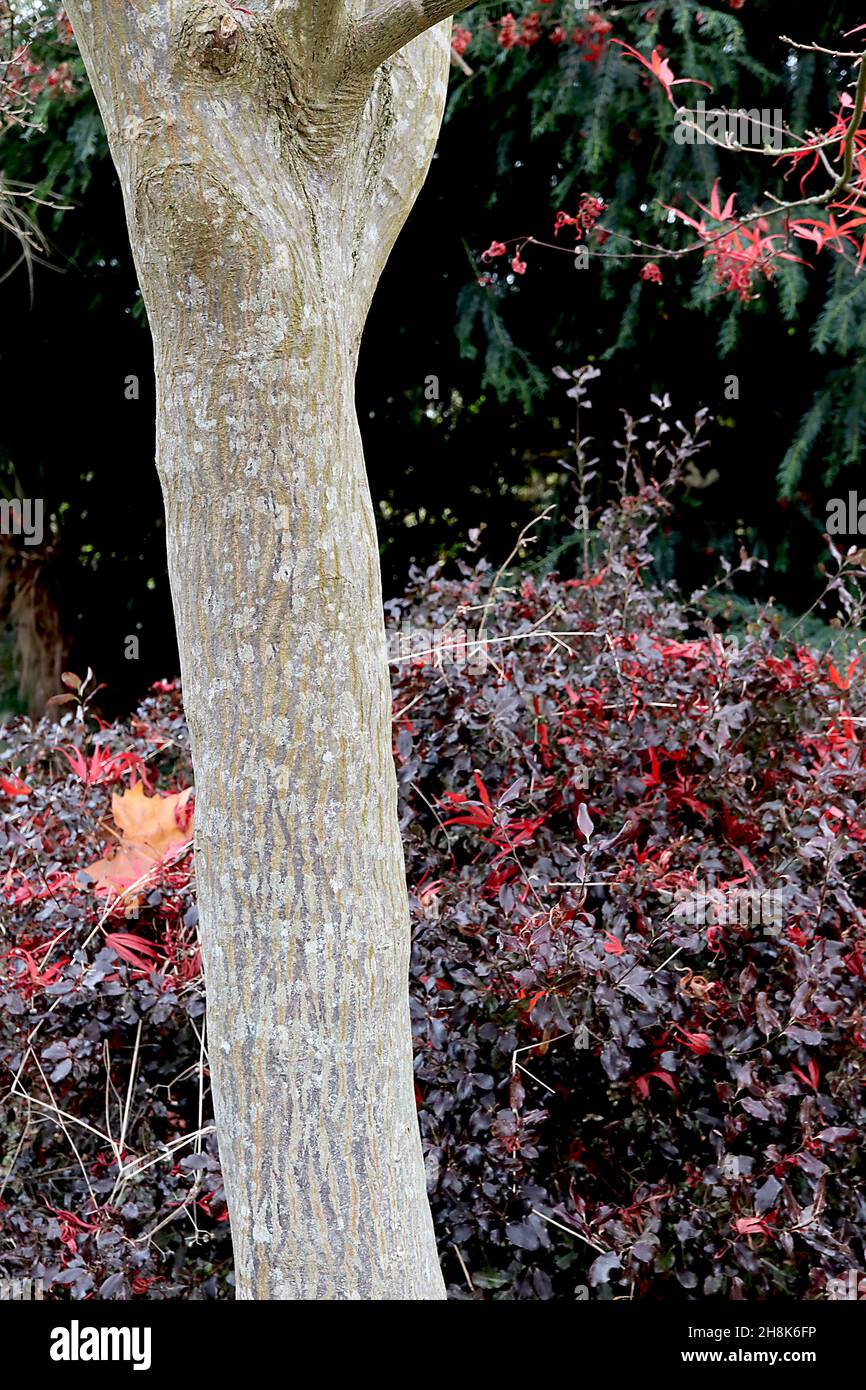 Acer palmatum ‘Bloodgood’ Bloodgood érable japonais – écorce vert olive avec stries grises et blotches à buff, novembre, Angleterre, Royaume-Uni Banque D'Images
