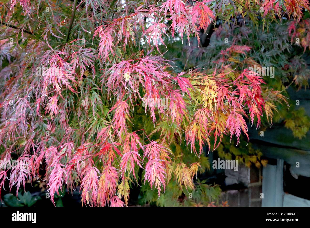 Acer palmatum dissectum «viridis» Japanese cutleaf Maple viridis – feuilles fines vert moyen, violet, rouge, orange et jaune, novembre, Royaume-Uni Banque D'Images