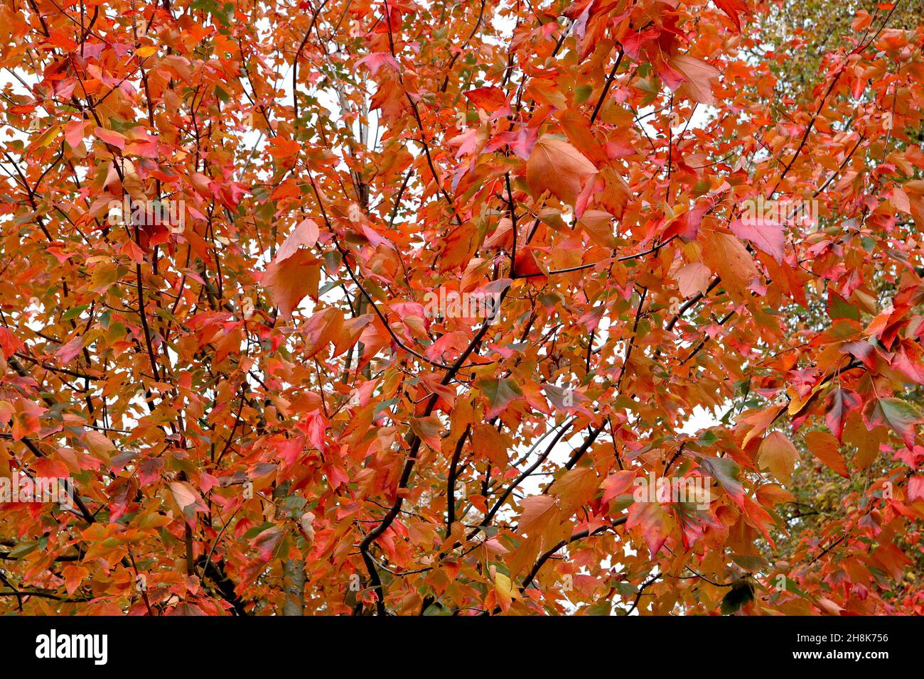 Acer rubrum ‘sun Valley’ Red Maple Sun Valley – écarlate et feuilles à lobes vert foncé avec marges légèrement dentelées, novembre, Angleterre, Royaume-Uni Banque D'Images