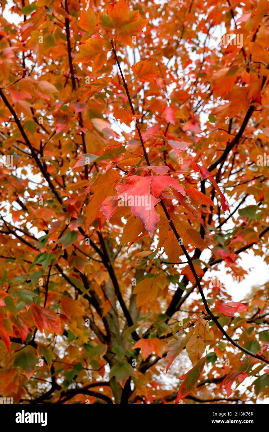 Acer rubrum ‘sun Valley’ Red Maple Sun Valley – écarlate et feuilles à lobes vert foncé avec marges légèrement dentelées, novembre, Angleterre, Royaume-Uni Banque D'Images