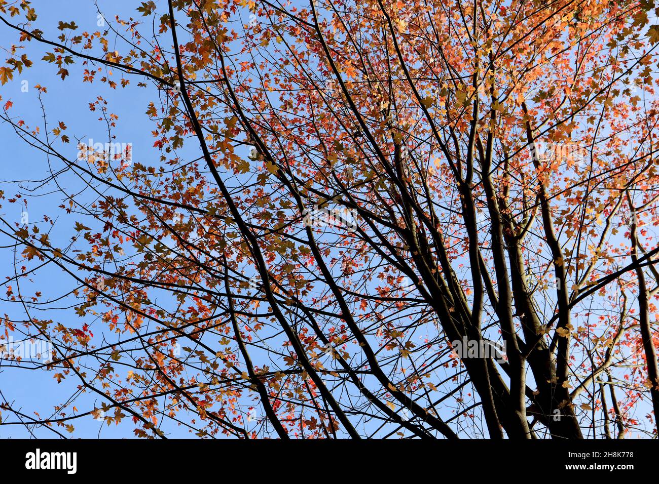 Acer rubrum ‘October Glory’ Red Maple octobre Glory – petites feuilles jaunes et orange avec nervures rouges et marges légèrement dentelées, novembre, Angleterre, Banque D'Images