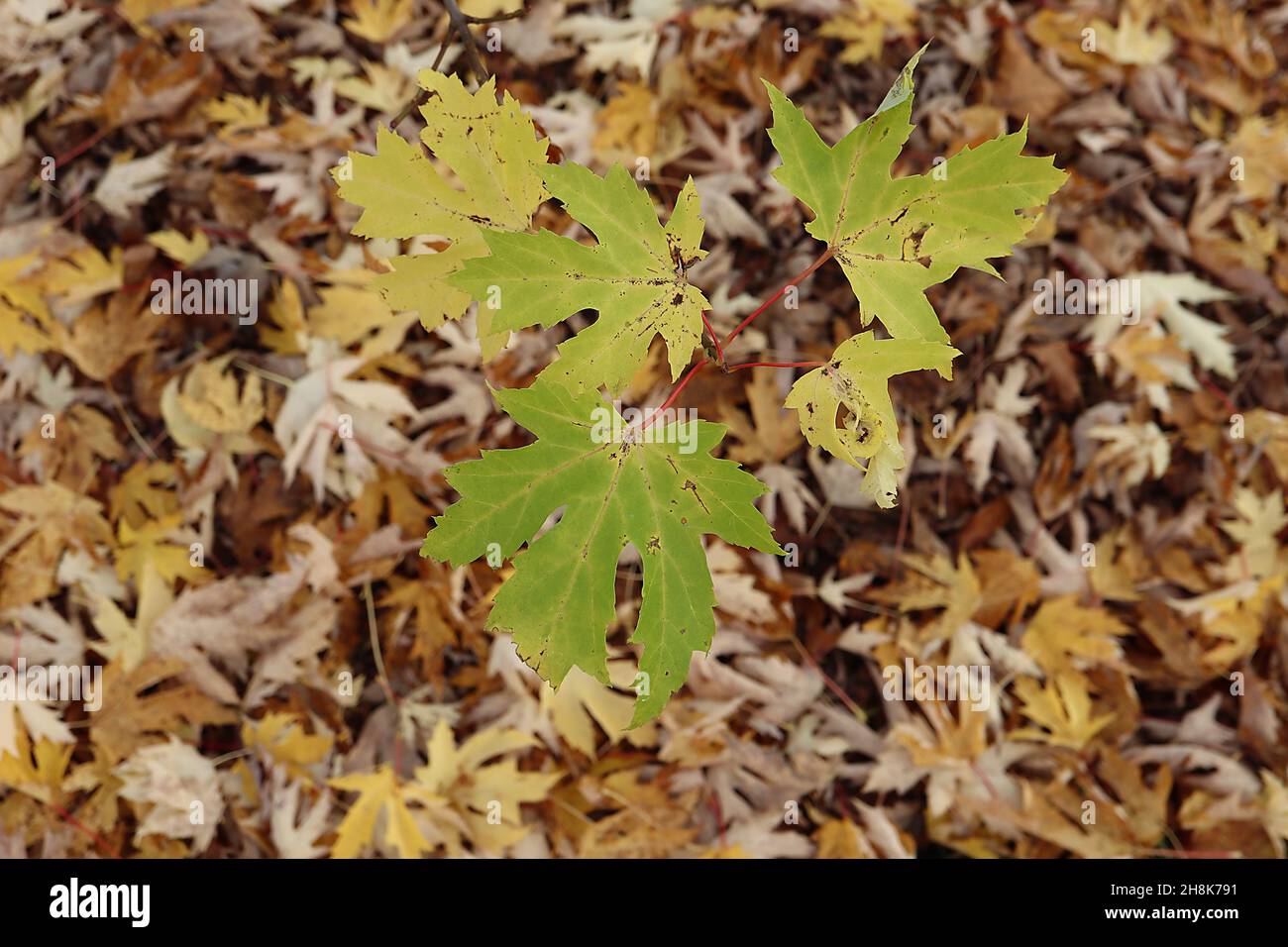 Érable argenté Acer saccharinum – feuilles jaunes et vertes fraîches à cinq lobes avec tiges rouges, novembre, Angleterre, Royaume-Uni Banque D'Images