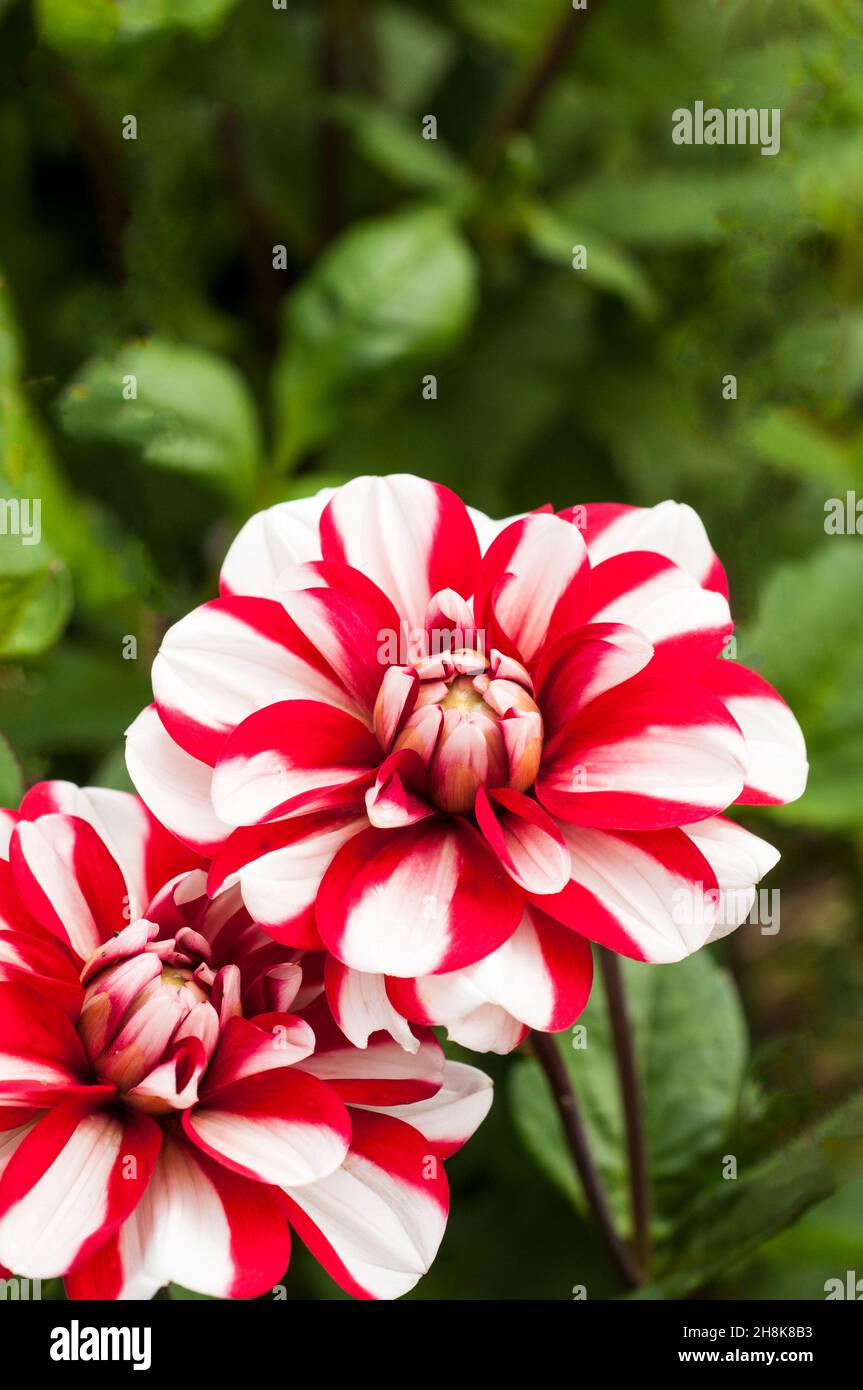 Gros plan de Dahlia Jamacia une dahlia miniature rouge et blanc à fleurs d'eau sur fond de feuilles vertes un gel tendre décidue vivace Banque D'Images