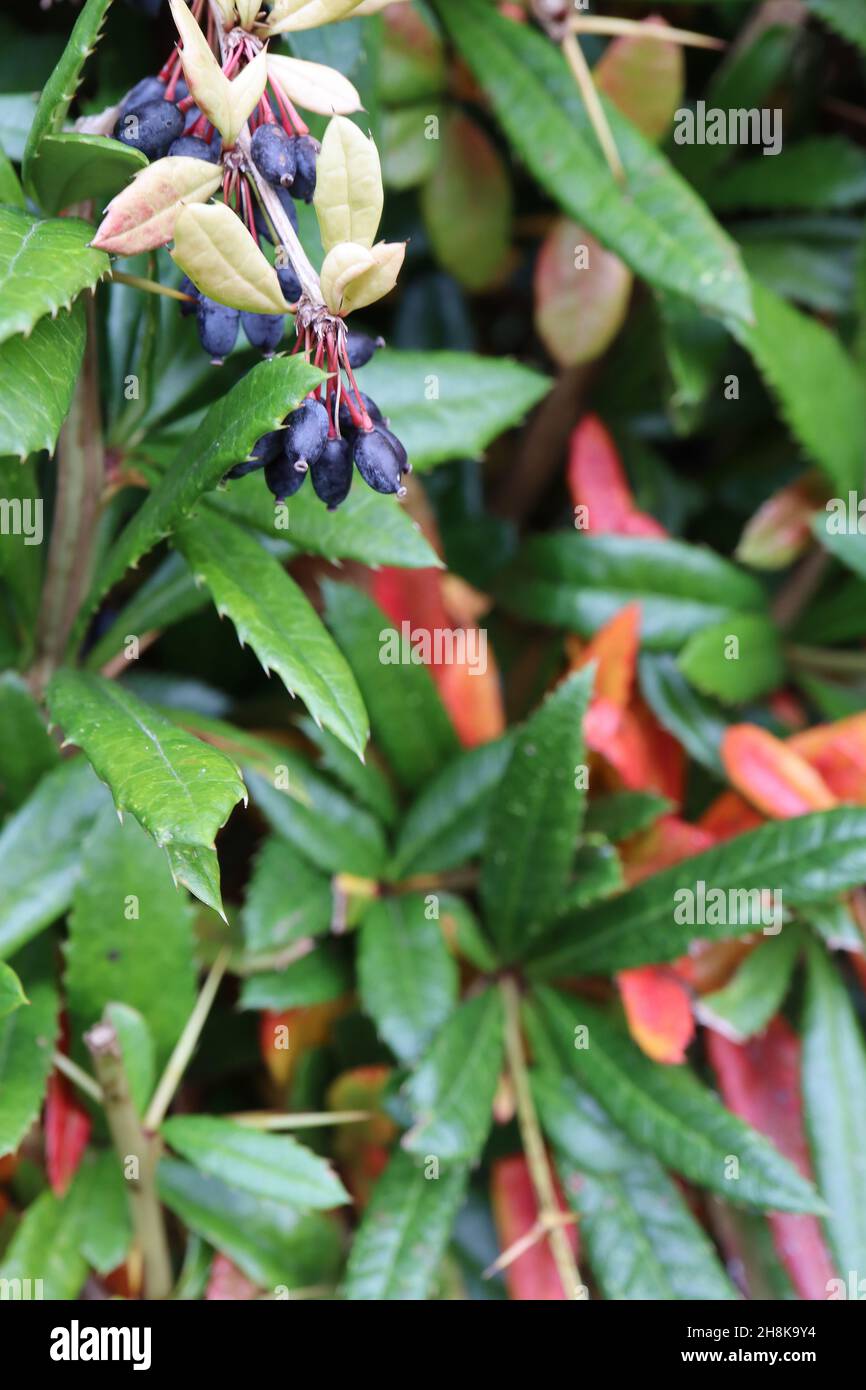 Berberis julianae airelle vert hivernal – baies violettes et feuilles riches en lançon vert et rouge avec marges épineuses, novembre, Angleterre, Royaume-Uni Banque D'Images