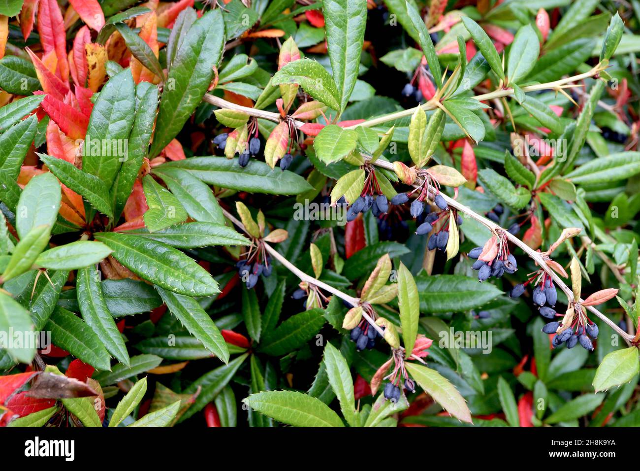 Berberis julianae airelle vert hivernal – baies violettes et feuilles riches en lançon vert et rouge avec marges épineuses, novembre, Angleterre, Royaume-Uni Banque D'Images