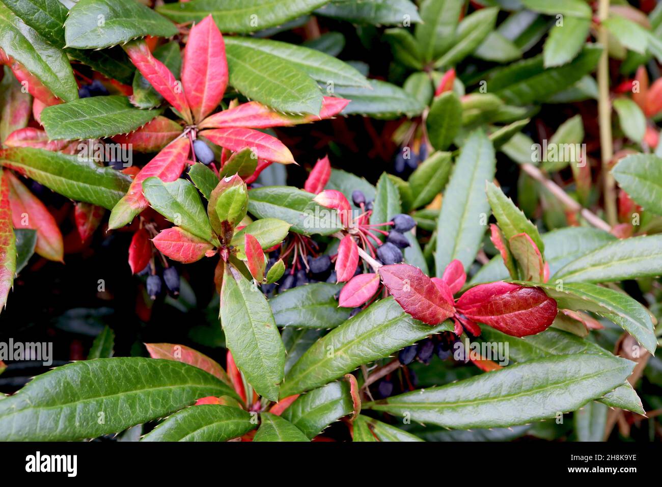 Berberis julianae airelle vert hivernal – baies violettes et feuilles riches en lançon vert et rouge avec marges épineuses, novembre, Angleterre, Royaume-Uni Banque D'Images