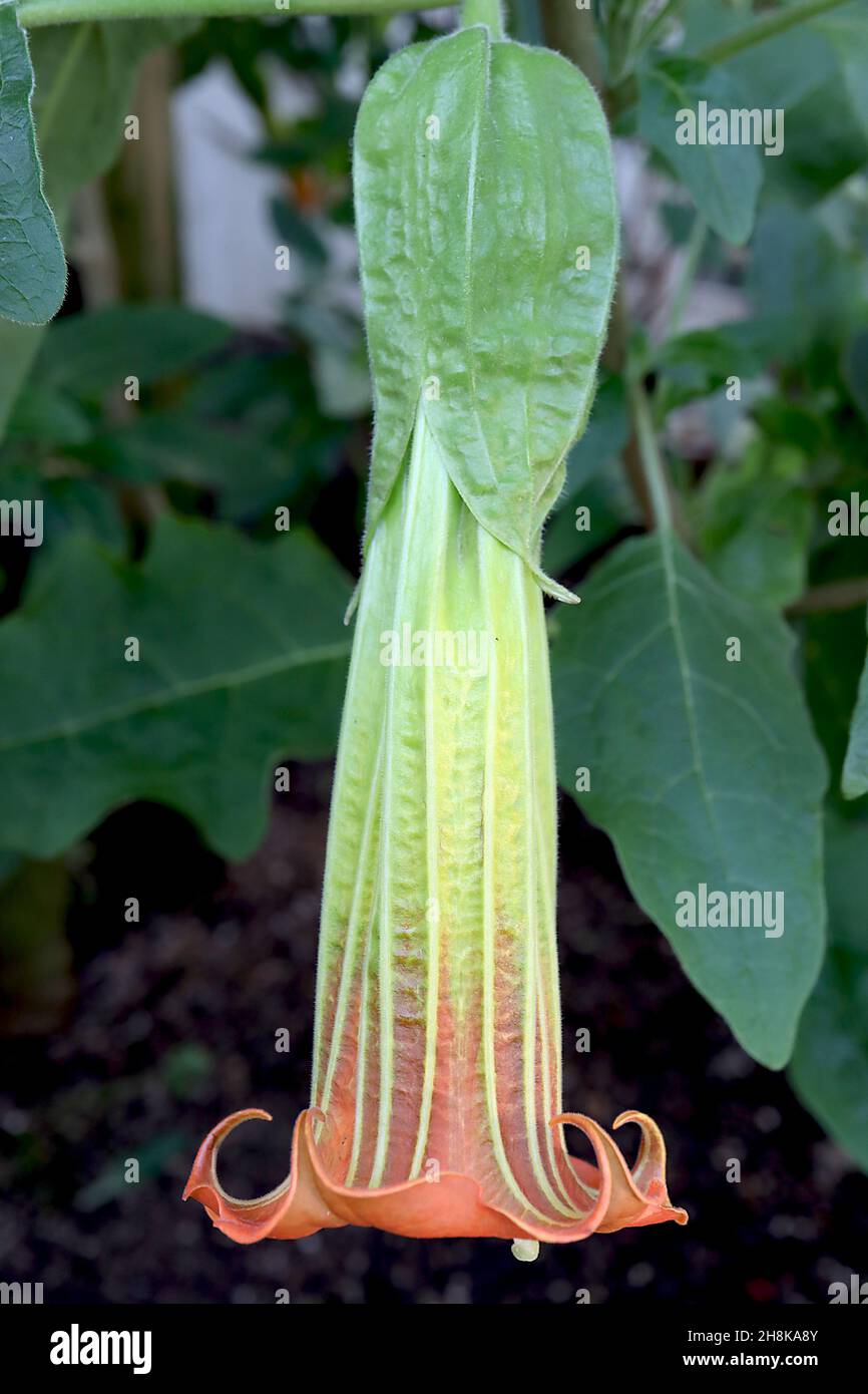 Brugmansia sanguinea trompette d'ange rouge - grandes fleurs orange en forme d'entonnoir longues avec tube vert pâle et courtes extrémités de pétale à pointe réflective, Royaume-Uni Banque D'Images