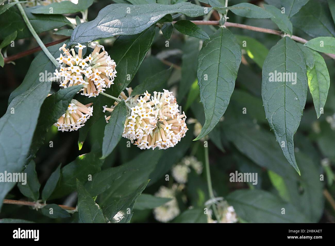 Buddleja/ Buddleia auriculata sauge pleureuse – fleurs tubulaires blanches avec centre jaune en têtes de fleurs globuleuses et feuilles vert foncé en forme de lance, Royaume-Uni Banque D'Images