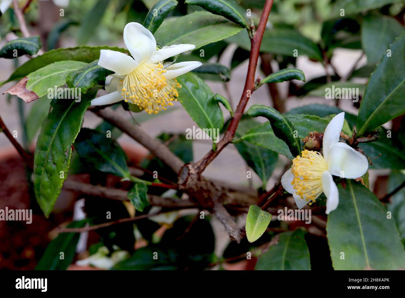 Plante de thé Camellia sinensis – petites fleurs blanches, multiétaminée, feuilles en forme de lance vert foncé, novembre, Angleterre, Royaume-Uni Banque D'Images