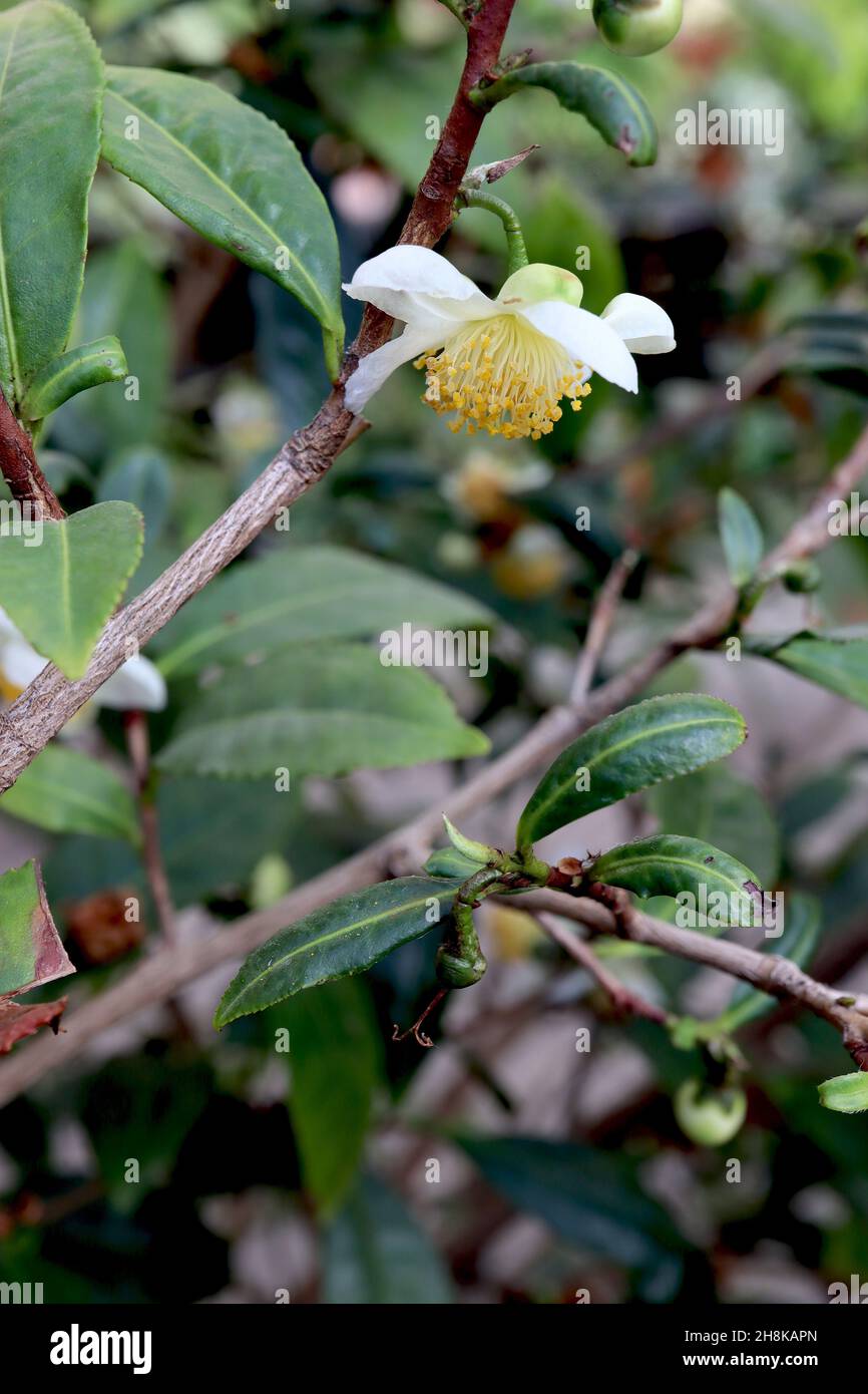 Plante de thé Camellia sinensis – petites fleurs blanches, multiétaminée, feuilles en forme de lance vert foncé, novembre, Angleterre, Royaume-Uni Banque D'Images
