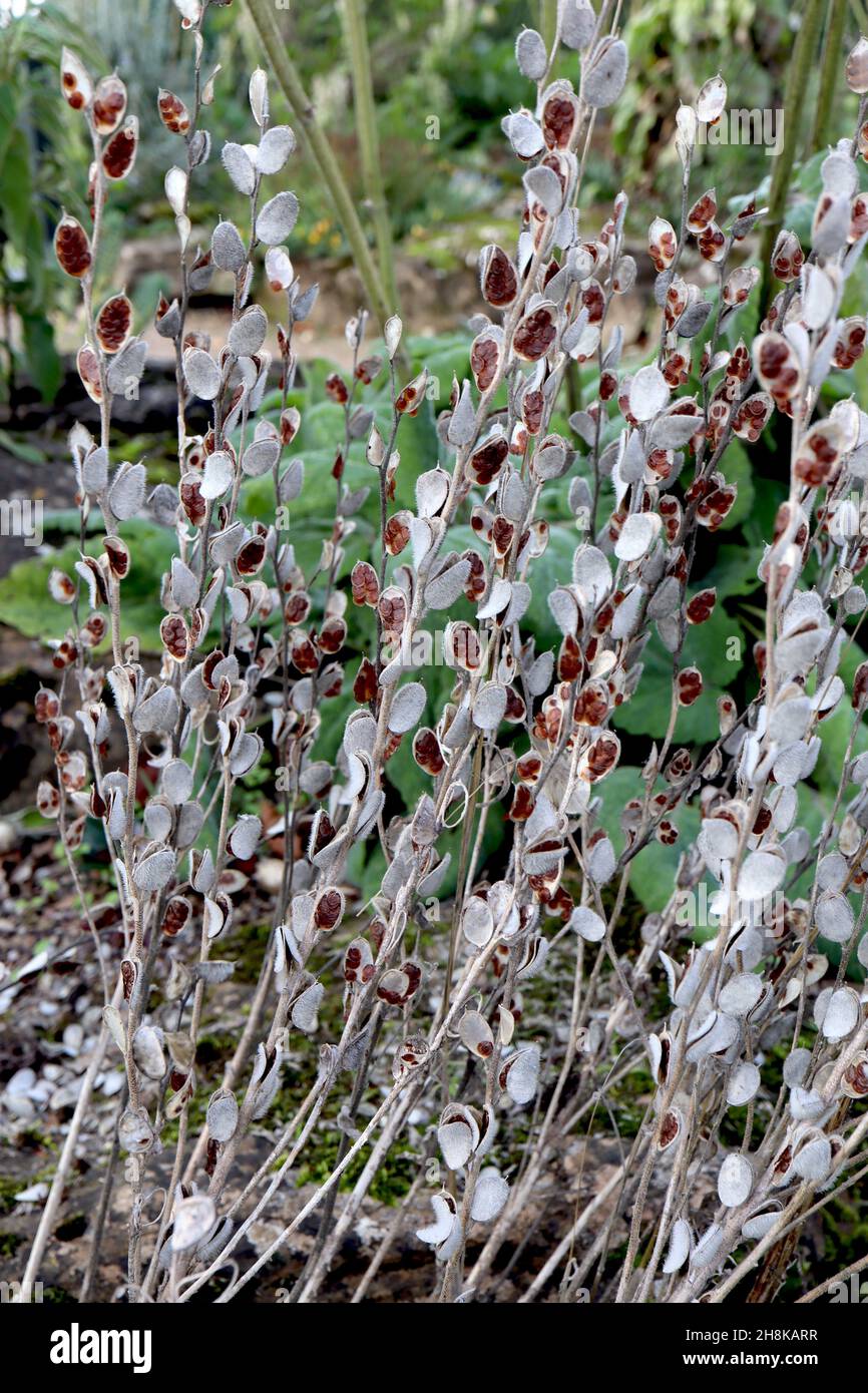 Têtes DE GRAINES de Campanula alliariifolia bellflower cornouailles – têtes de graines ovales gris argenté avec graines brunes, novembre, Angleterre, Royaume-Uni Banque D'Images