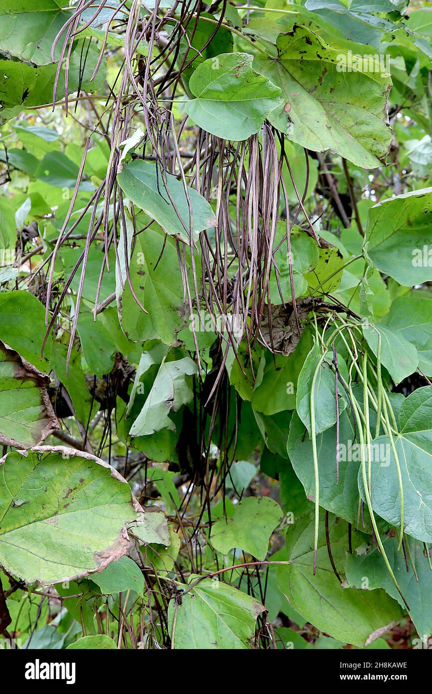 Catalpa ovata Chinese catalpa – amas de gousses de haricots pendous très longues et de grandes feuilles mi-vertes, novembre, Angleterre, Royaume-Uni Banque D'Images