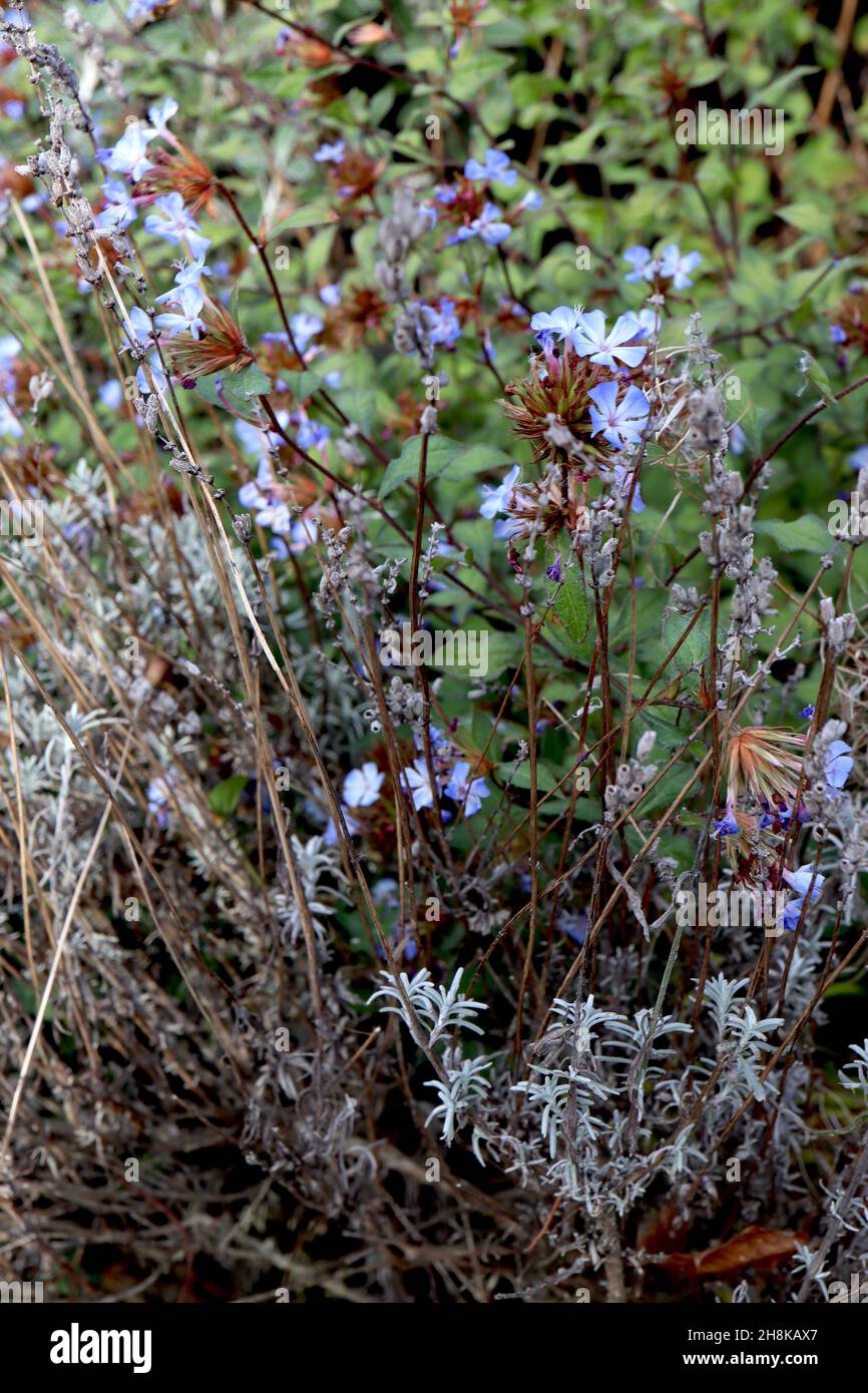 Ceratostigma willmottianum «Forest Blue» Chinois plumbago – fleurs bleu ciel, têtes sphériques de graines brunes et feuilles vertes fraîches avec contour rouge Banque D'Images