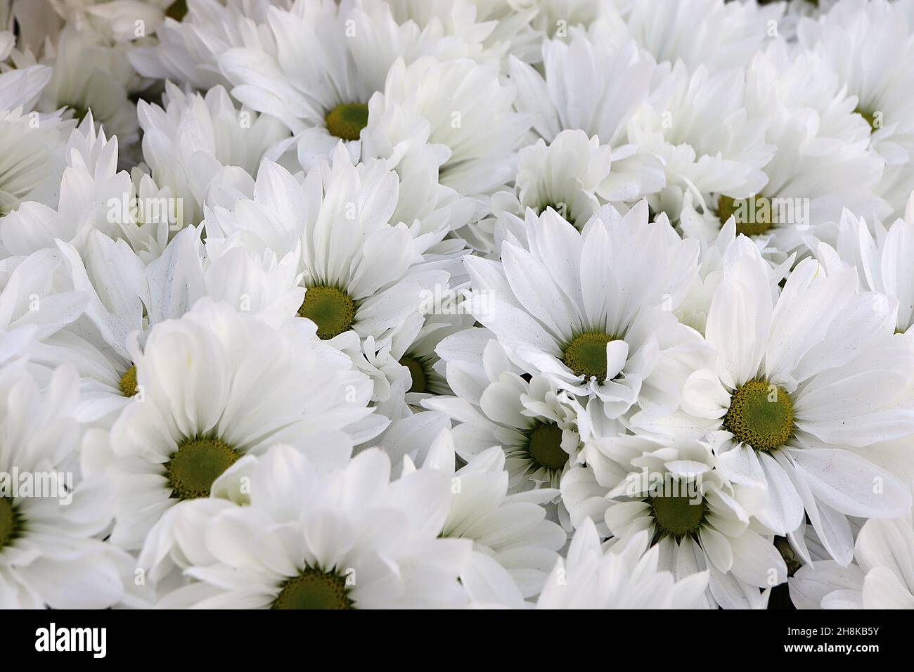 Chrysanthème x morifolium 'Icey Isle' Hardy Garden maman Icey Isle – multi-couches de fleurs blanches avec de longs pétales et centre ouvert, novembre, Angleterre, Banque D'Images