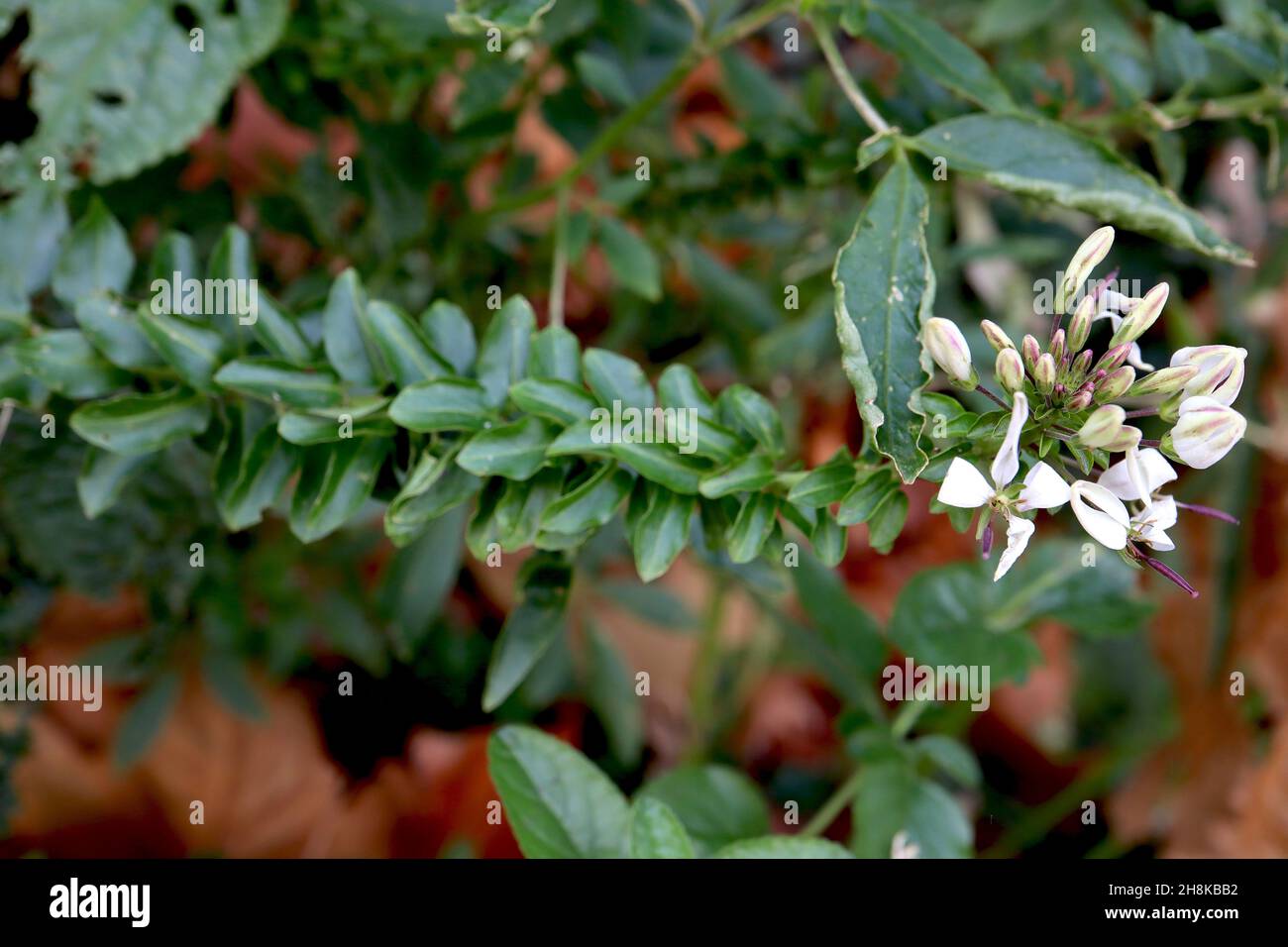 Cleome hassleriana Helen Campbell fleur en araignée Helen Campbell – amas de pétales blancs séparés, de feuilles de palmate et de tiges hautes, novembre, Royaume-Uni Banque D'Images