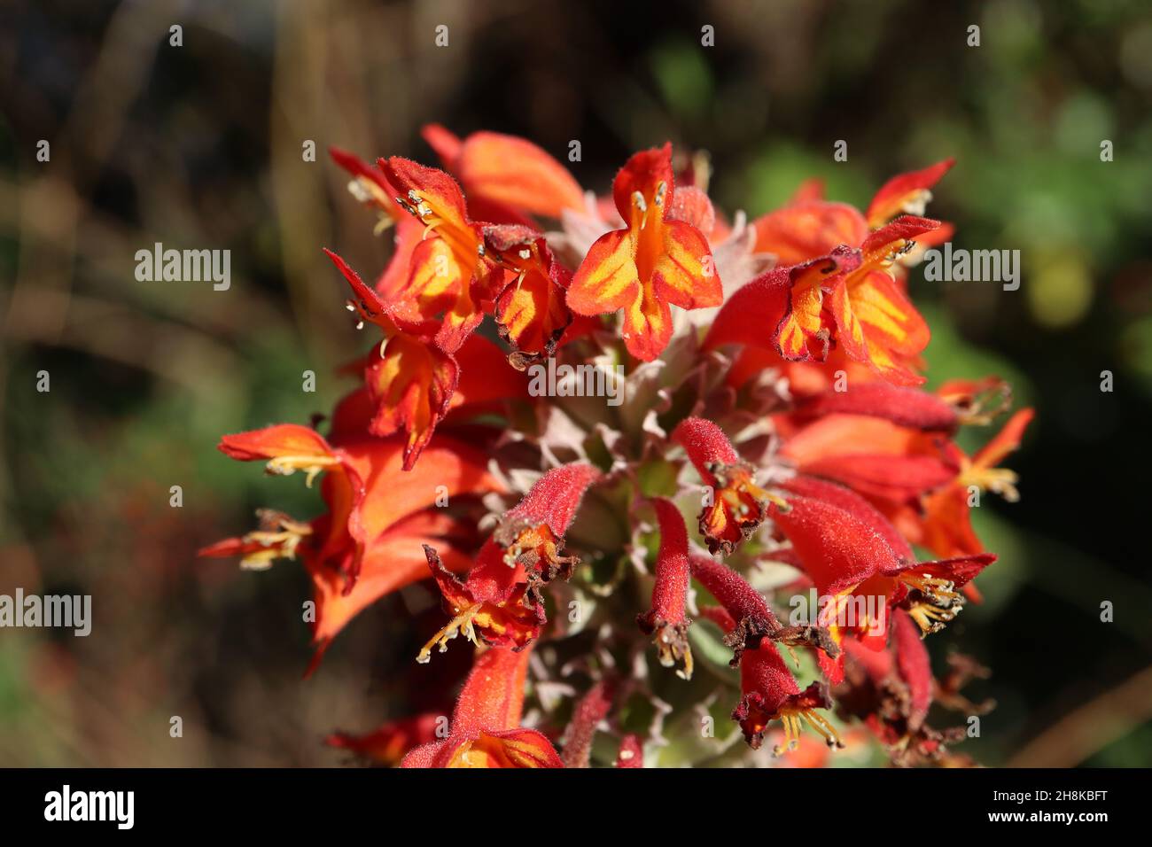 Colquhounia coccinea à fleurs de scarlet colquhounia – fleurs de fleurs rouges à capuchon avec des marques de flamme jaunes et de grandes feuilles en forme de lance, Royaume-Uni Banque D'Images