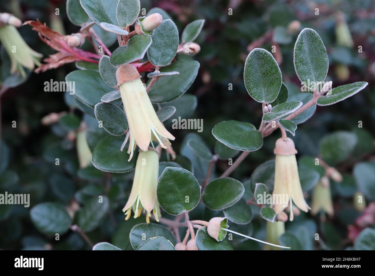 Correa backhouseana Backhouse Australian fuchsia Pale fleurs tubulaires vert jaune avec feuillage en forme d'oeuf, novembre, Angleterre, Royaume-Uni Banque D'Images