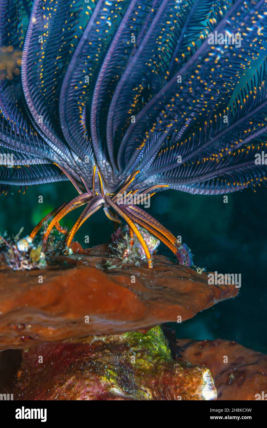 Les crinoïdes sont des animaux marins qui composent la classe CrinoIdea, une des classes du phylum Echinodermata Banque D'Images