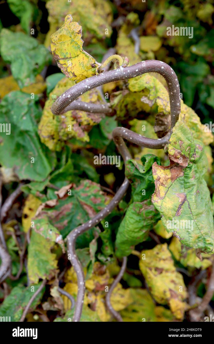 Corylus avellana «contorta» Corkscrew Hazel – chatons vert pâle, feuilles ridées jaune et vert moyen, branches contortées, novembre, Angleterre, Royaume-Uni Banque D'Images