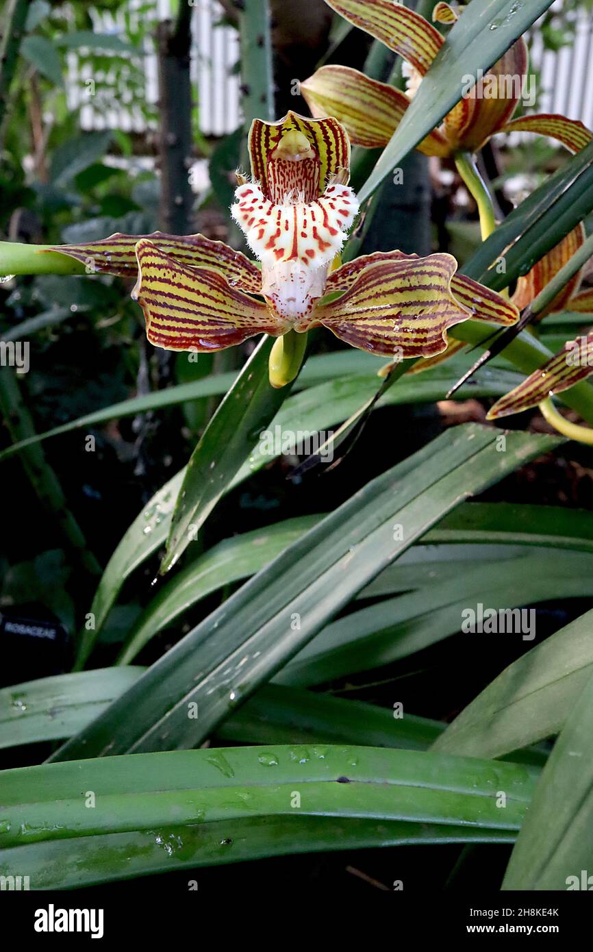 Cymbidium tracyanum Cymbidium de Tracy – orchidée avec des sépales vert olive avec des rayures bordeaux, lèvre crème ondulée avec des taches rouges, novembre, Angleterre, Royaume-Uni Banque D'Images
