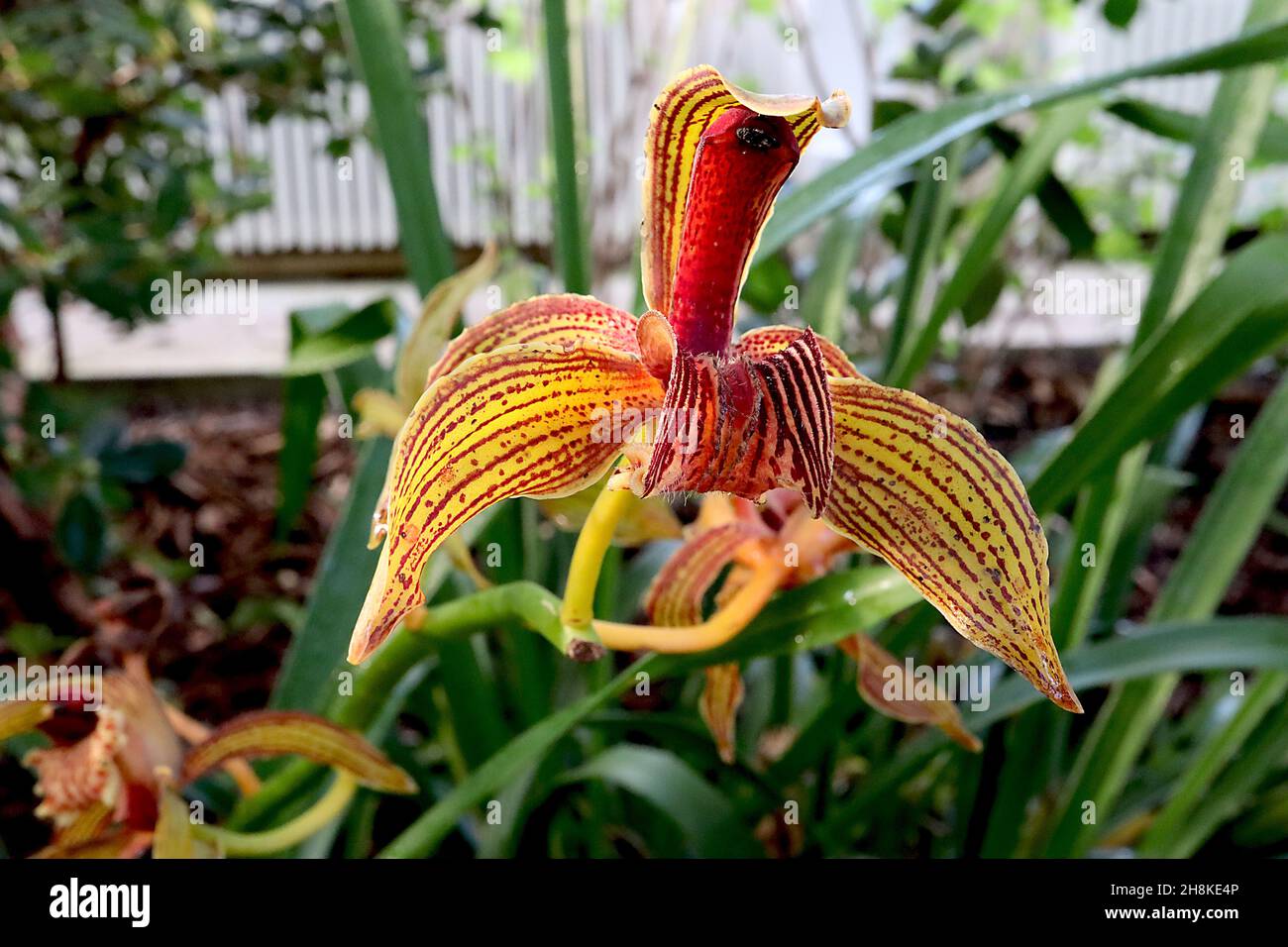 Cymbidium tracyanum Cymbidium de Tracy – orchidée avec des sépales vert olive avec des rayures bordeaux, lèvre crème ondulée avec des taches rouges, novembre, Angleterre, Royaume-Uni Banque D'Images