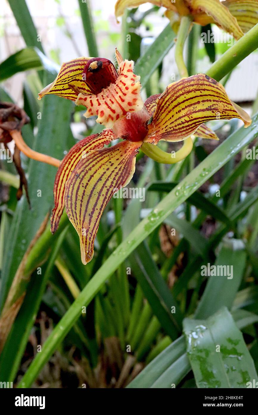 Cymbidium tracyanum Cymbidium de Tracy – orchidée avec des sépales vert olive avec des rayures bordeaux, lèvre crème ondulée avec des taches rouges, novembre, Angleterre, Royaume-Uni Banque D'Images