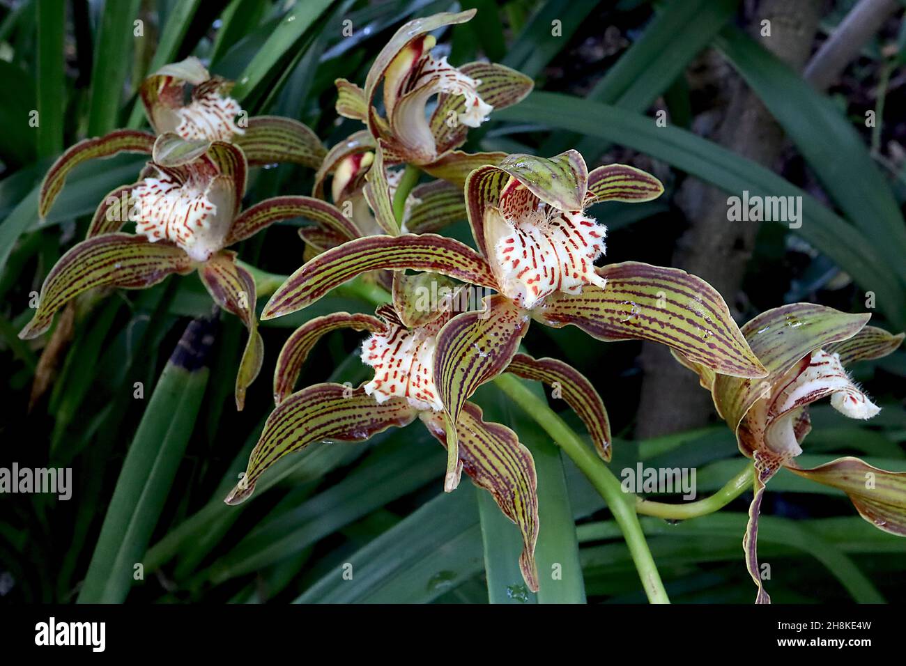 Cymbidium tracyanum Cymbidium de Tracy – orchidée avec des sépales vert olive avec des rayures bordeaux, lèvre crème ondulée avec des taches rouges, novembre, Angleterre, Royaume-Uni Banque D'Images
