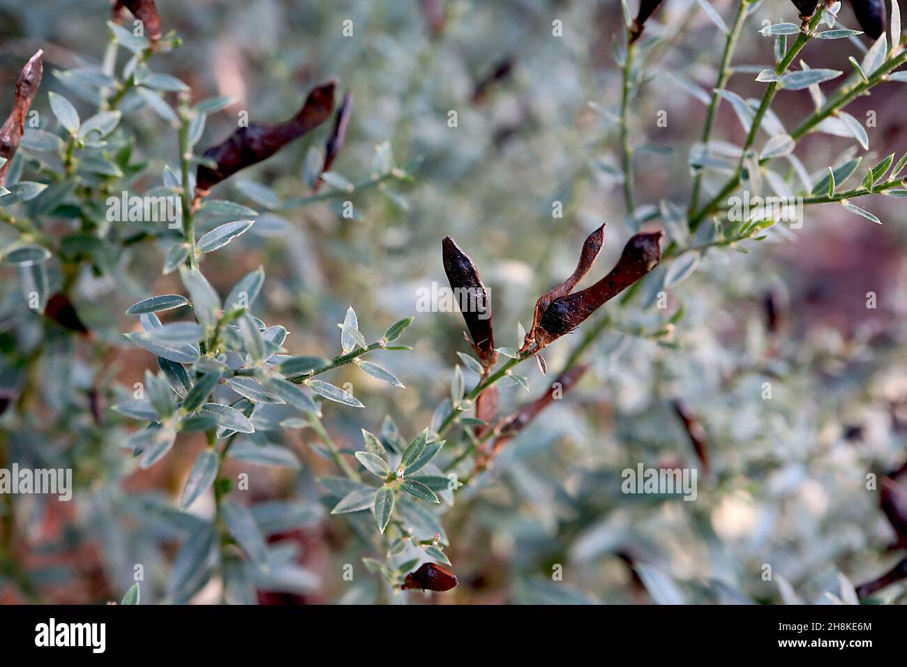 Cytisus scoparius Scotch Broom – gousses ou légumineuses de graines de type pois bruns et feuilles de vert minute, novembre, Angleterre, Royaume-Uni Banque D'Images