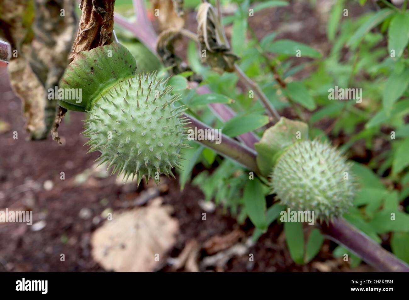 Datura innoxia / inoxia Downy thorn pomme – vert clair sphérique capsule de fruit épineux, novembre, Angleterre, Royaume-Uni Banque D'Images