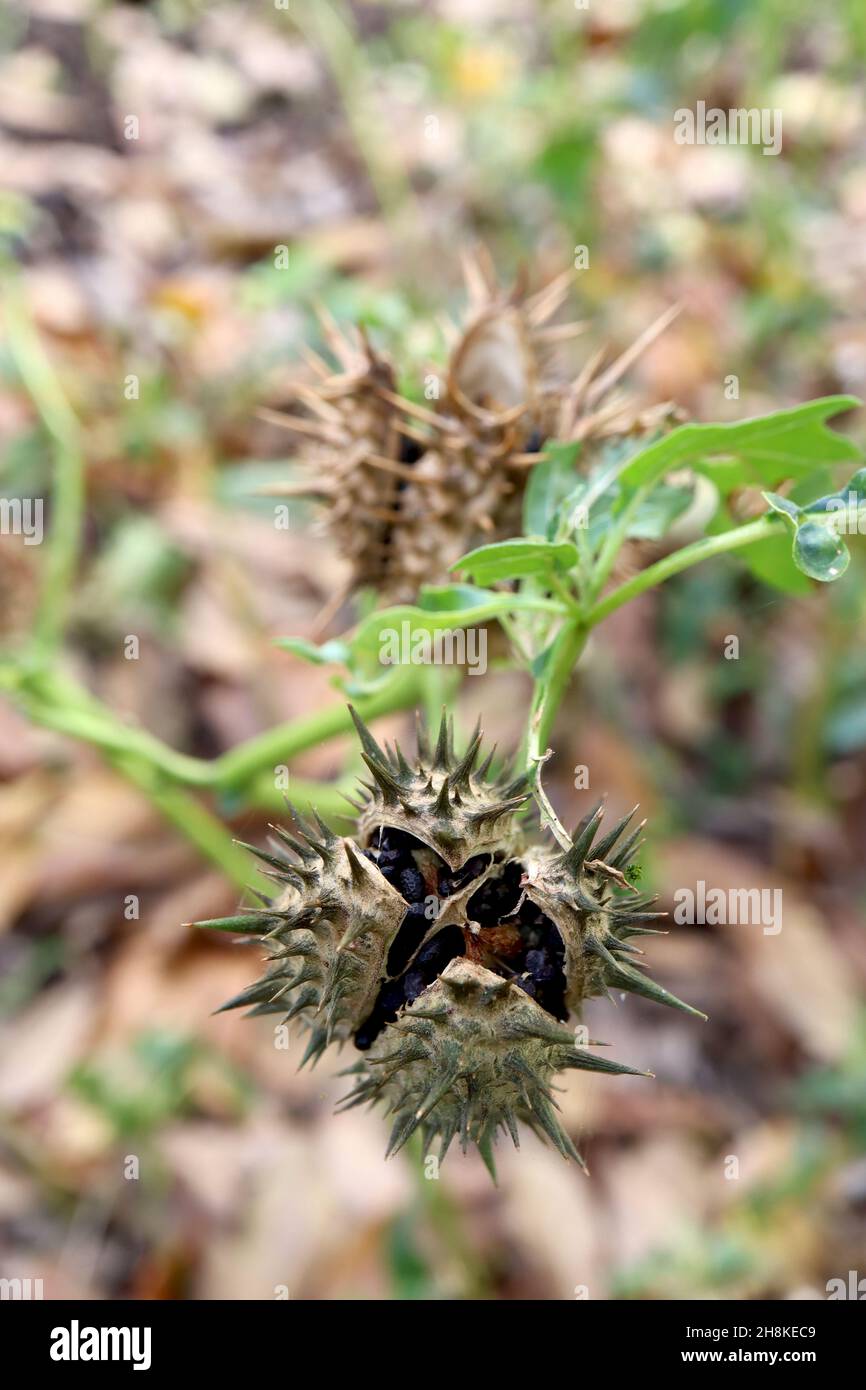 Datura stramonium thorn pomme – buff capsule de fruits épineux ovoïdes contenant des graines rondes de ridly noires, novembre, Angleterre, Royaume-Uni Banque D'Images