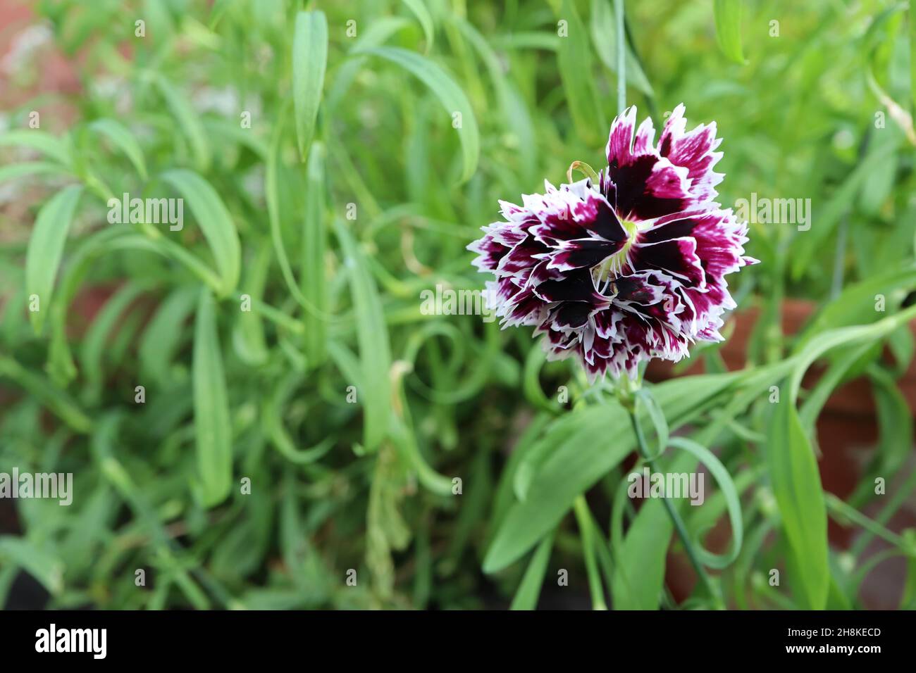 Dianthus chinensis var heddewigii ‘Minsterels noir et blanc’ Chine rose noir et blanc – doubles fleurs violettes bordeaux avec marges blanches bordées, Banque D'Images Dianthus chinensis var heddewigii ‘Minsterels noir et blanc’ Chine rose noir et blanc – doubles fleurs violettes bordeaux avec marges blanches bordées, Banque D'Images