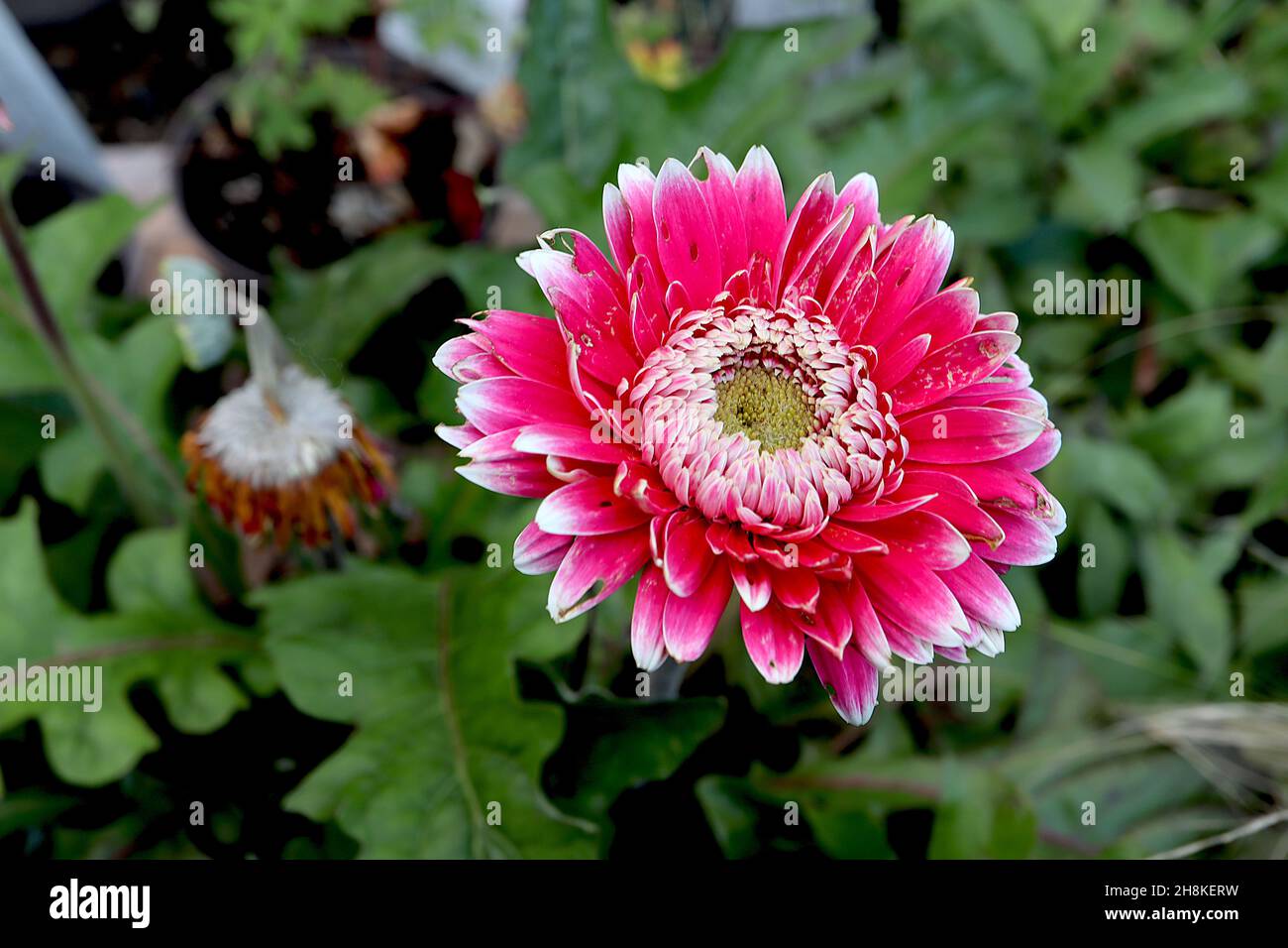 Gerbera ‘Garvinina Sweet Fiesta’ Transvaal Daisy Sweet Fiesta – fleurs roses à double néon avec pointes de pétale blanches, pétales intérieurs incurvés courts, Banque D'Images