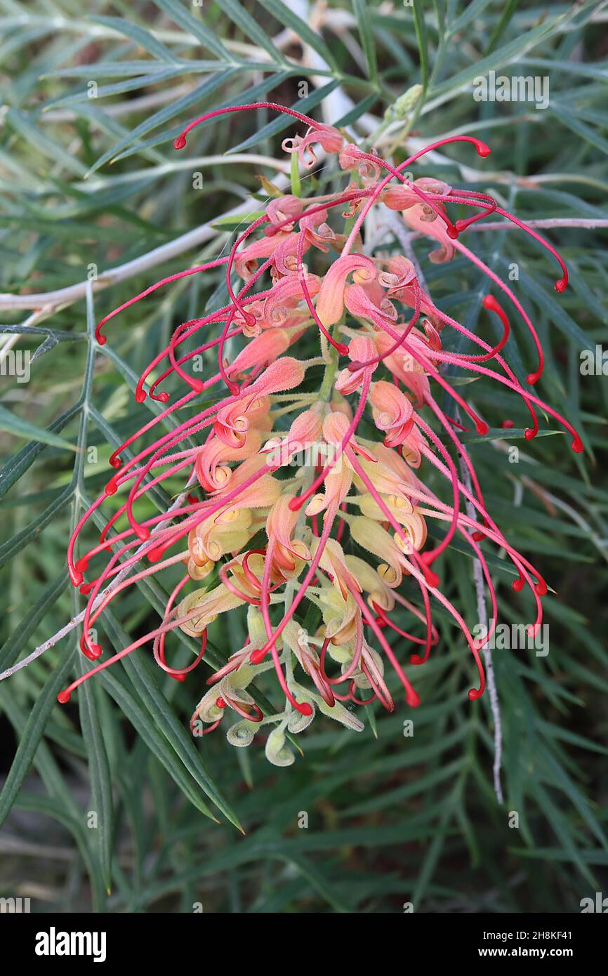 Grevillea ‘Coastal Sunset’ fleur d'araignée Coastal Sunset - grappe en forme de tonneau de fleurs tubulaires vert pâle avec de longues anthères roses couronnées, novembre Banque D'Images