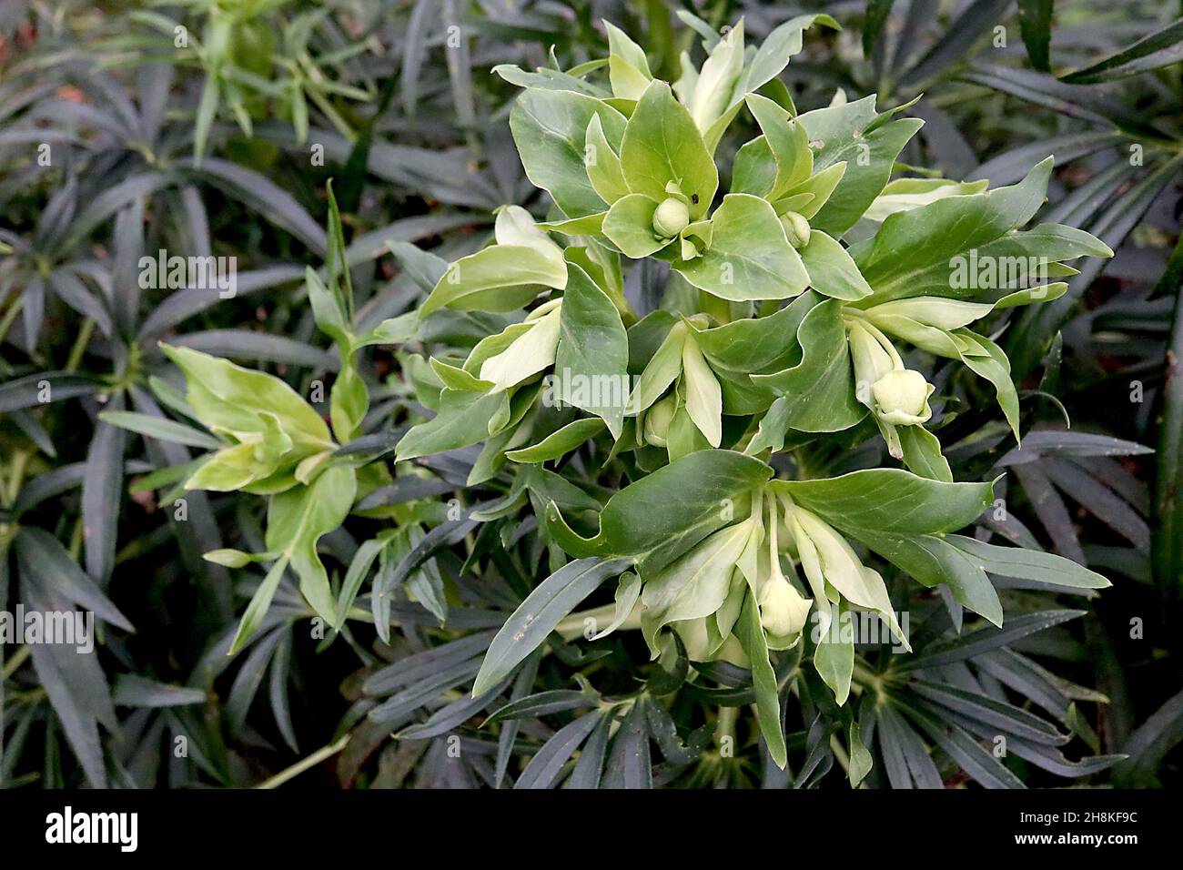 Helleborus foetidus sticing hellebore – amas de fleurs et de feuilles vert lime simples avec feuilles en forme de lance vert foncé, novembre, Royaume-Uni Banque D'Images
