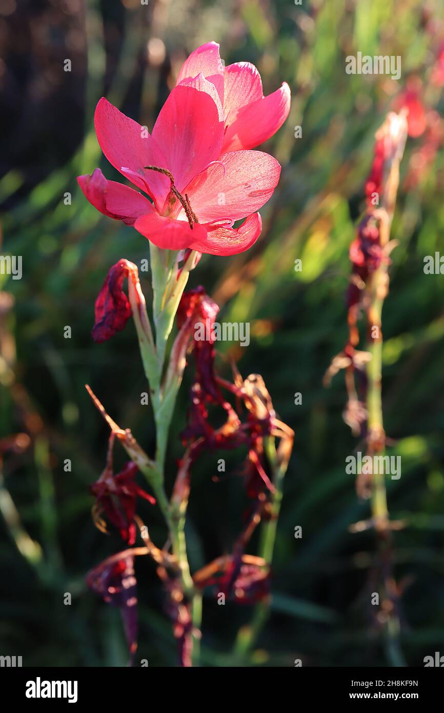 Hesperantha / Schizostylis coccinea «Major» drapeau pourpre Lily major – fleurs rouges pourpres et feuilles étroites en forme d'épée, novembre, Angleterre, Royaume-Uni Banque D'Images