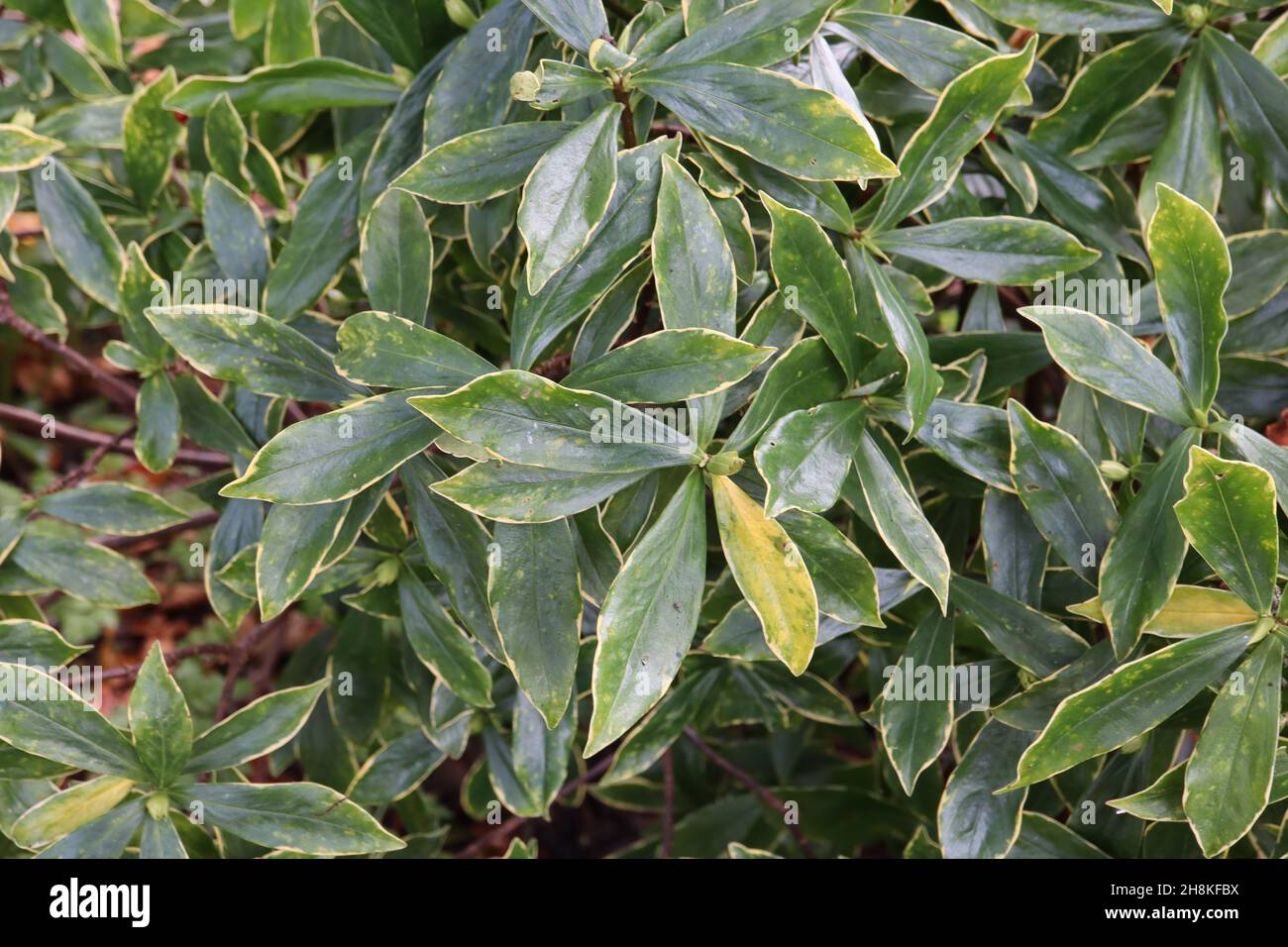 Illicium anisatum étoile japonaise anis – feuilles vert foncé brillantes en forme de lance avec marges jaunes, novembre, Angleterre, Royaume-Uni Banque D'Images