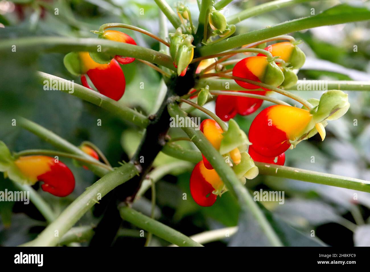 Plante de perroquet d'Impatiens niamniamensis – fleurs tubulaires aplaties jaunes et rouges avec queue crochetée, novembre, Angleterre, Royaume-Uni Banque D'Images