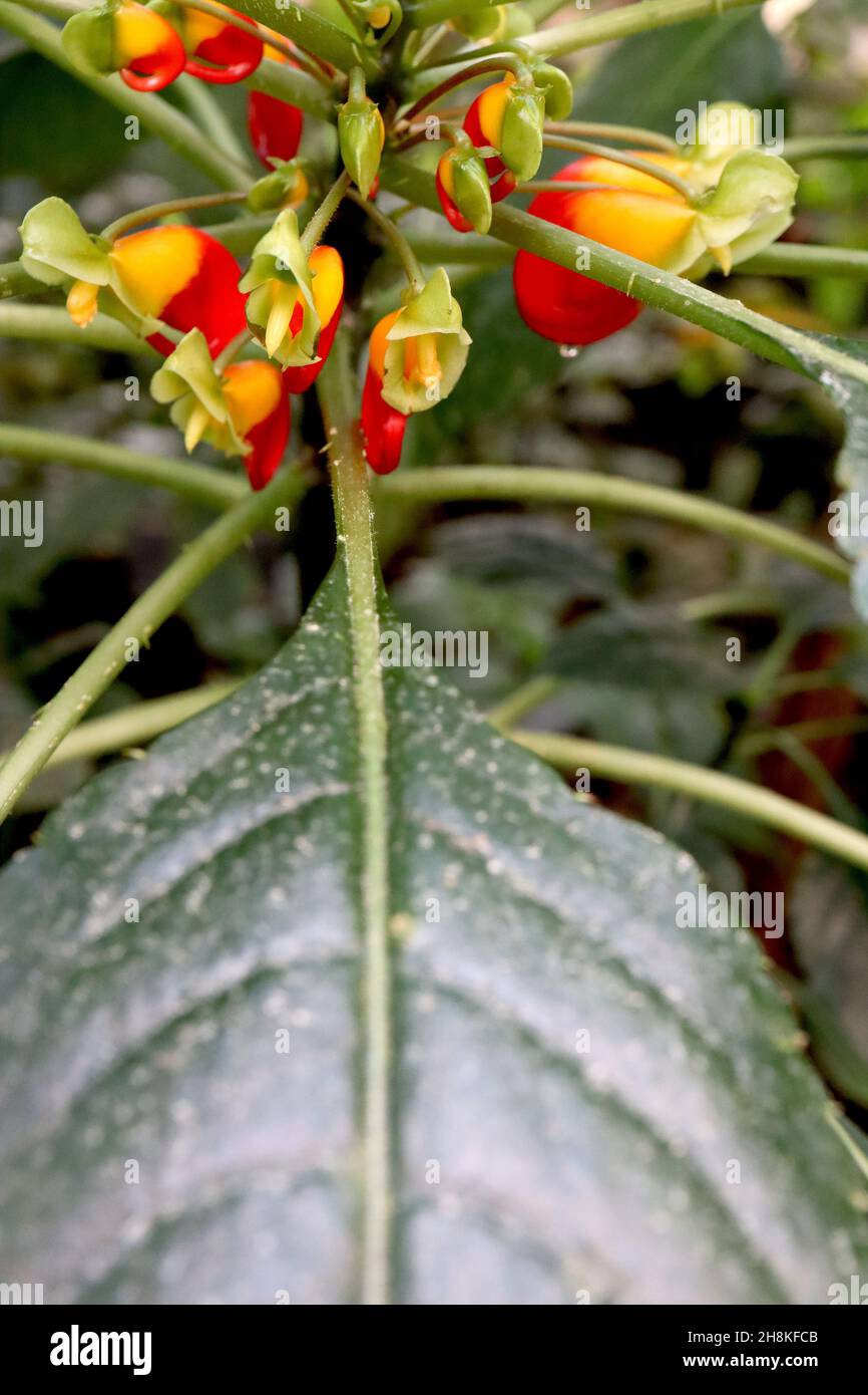 Plante de perroquet d'Impatiens niamniamensis – fleurs tubulaires aplaties jaunes et rouges avec queue crochetée, novembre, Angleterre, Royaume-Uni Banque D'Images