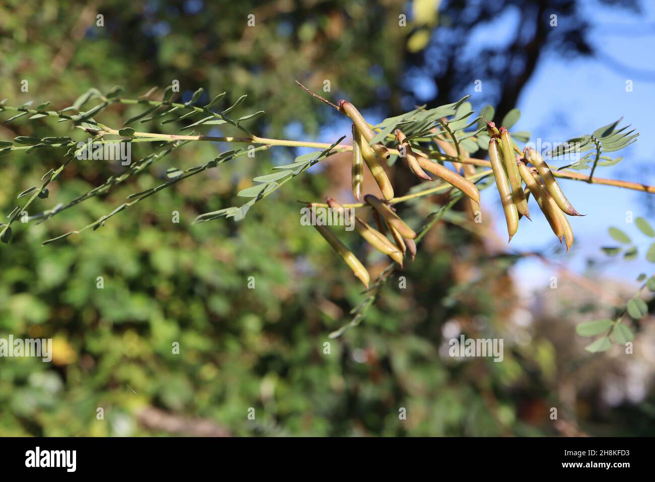 Indigofera pendula weeping indigo – amas de têtes de graines cylindriques vert clair, feuilles pennées bleu vert, novembre, Angleterre, Royaume-Uni Banque D'Images