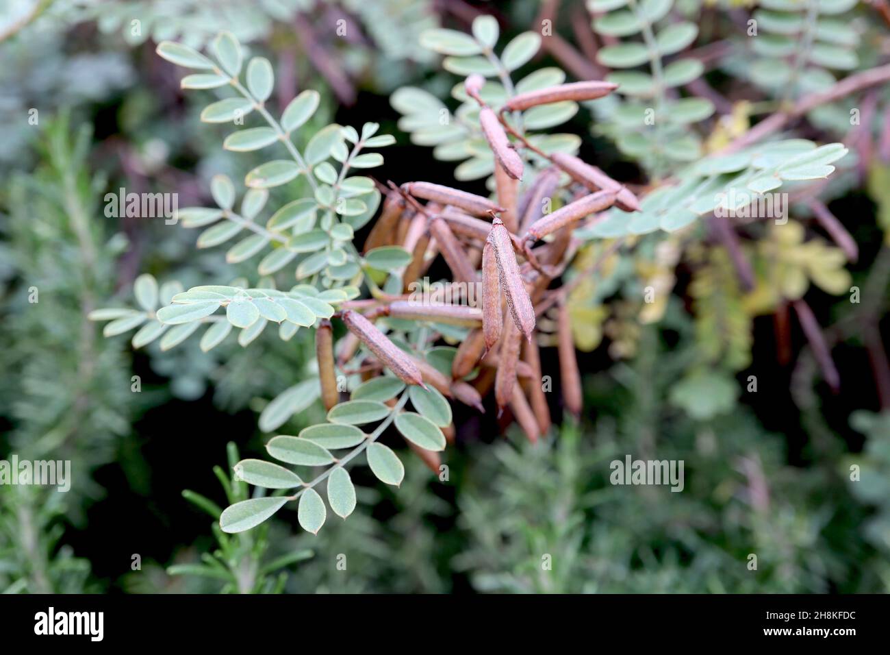 Indigofera tinctoria véritable indigo – grappes de têtes de graines cladindriques brun cuivré, feuilles pinnées vertes grises, novembre, Angleterre, Royaume-Uni Banque D'Images