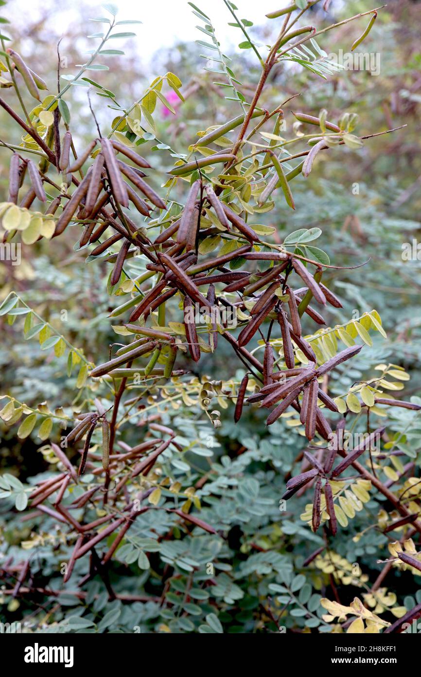 Indigofera tinctoria véritable indigo – grappes de têtes de graines cladindriques brun cuivré, feuilles pinnées vertes grises, novembre, Angleterre, Royaume-Uni Banque D'Images