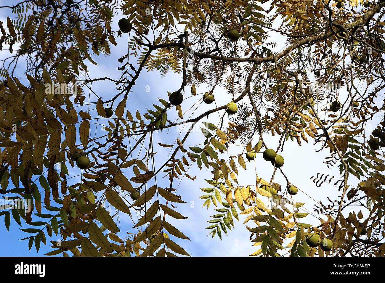 Juglans nigra noyer noir – grands fruits verts ronds et feuilles pinnées jaunes, novembre, Angleterre, Royaume-Uni Banque D'Images