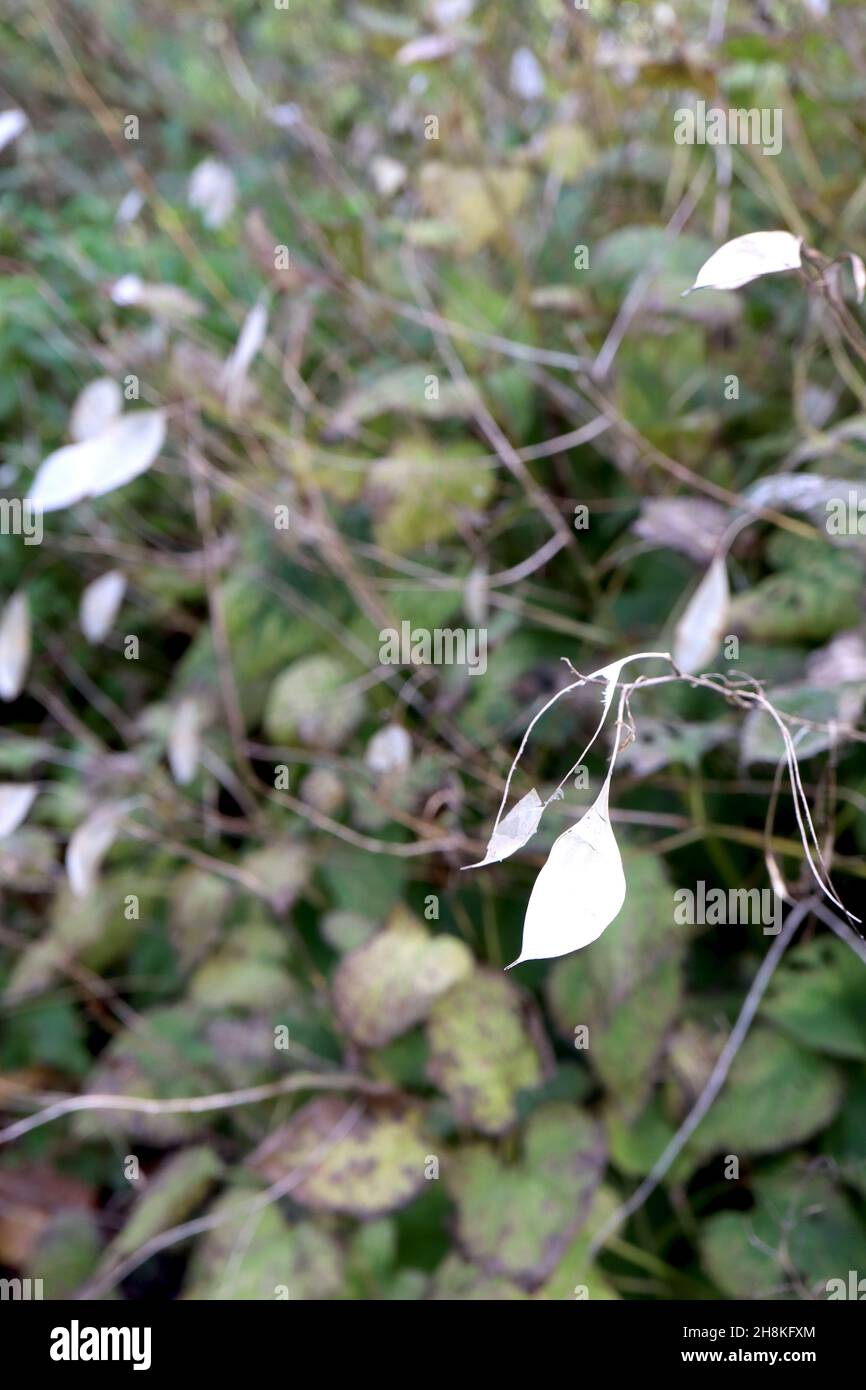 Lunaria rediviva SEED HEADS vivace Honesty – Elliptic Light Buff Seed Pods, novembre, Angleterre, Royaume-Uni Banque D'Images