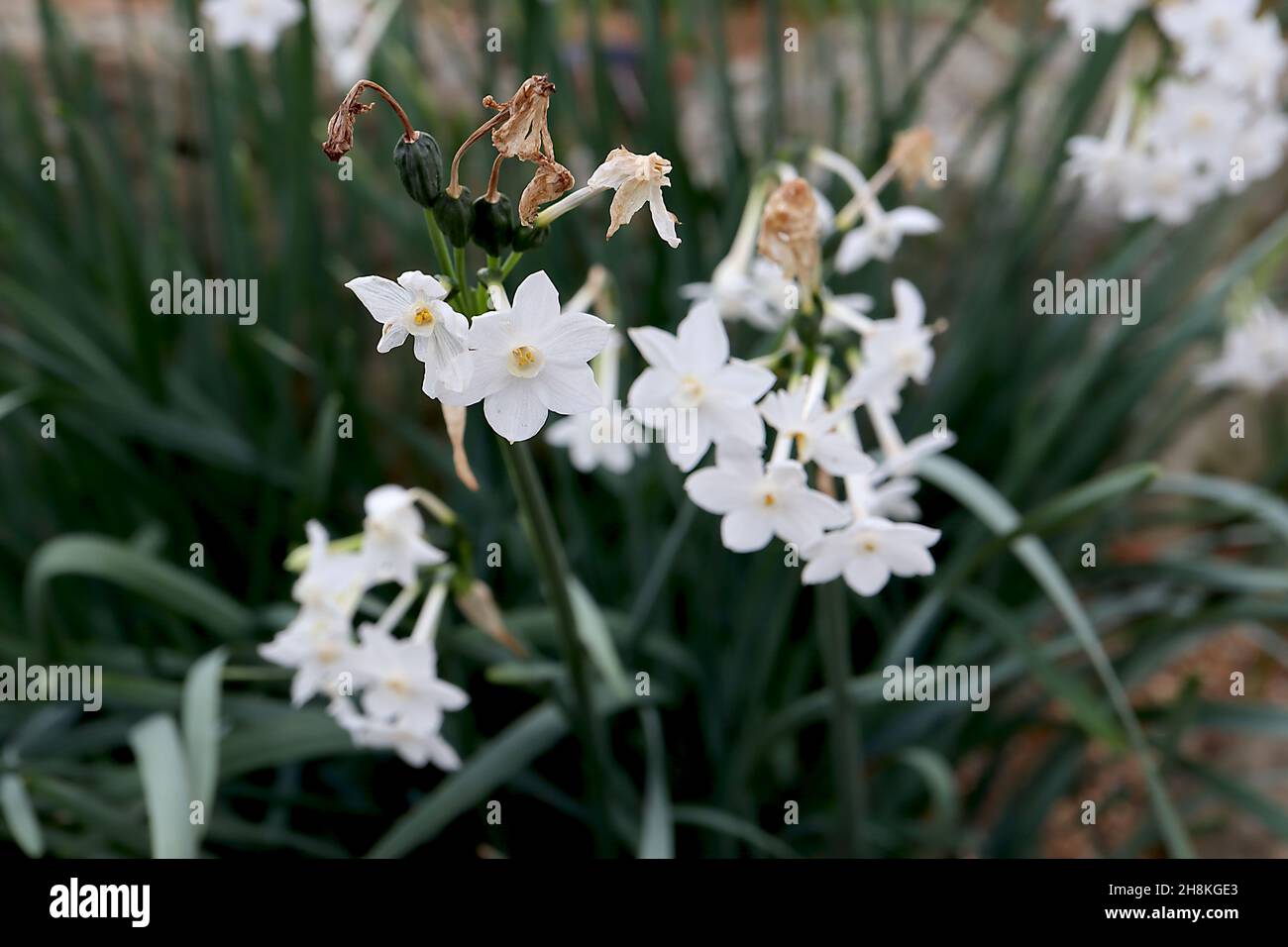 Narcissus papyraceus var polyanthos Division 13 Nom botanique daffodil blanc de papier – ombelles de fleurs blanches avec une petite tasse blanche, novembre, Angleterre, Banque D'Images