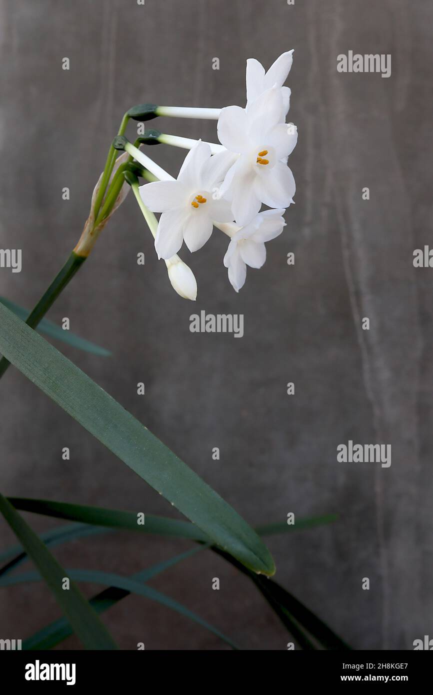 Narcissus papyraceus var polyanthos Division 13 Nom botanique daffodil blanc de papier – ombelles de fleurs blanches avec une petite tasse blanche, novembre, Angleterre, Banque D'Images