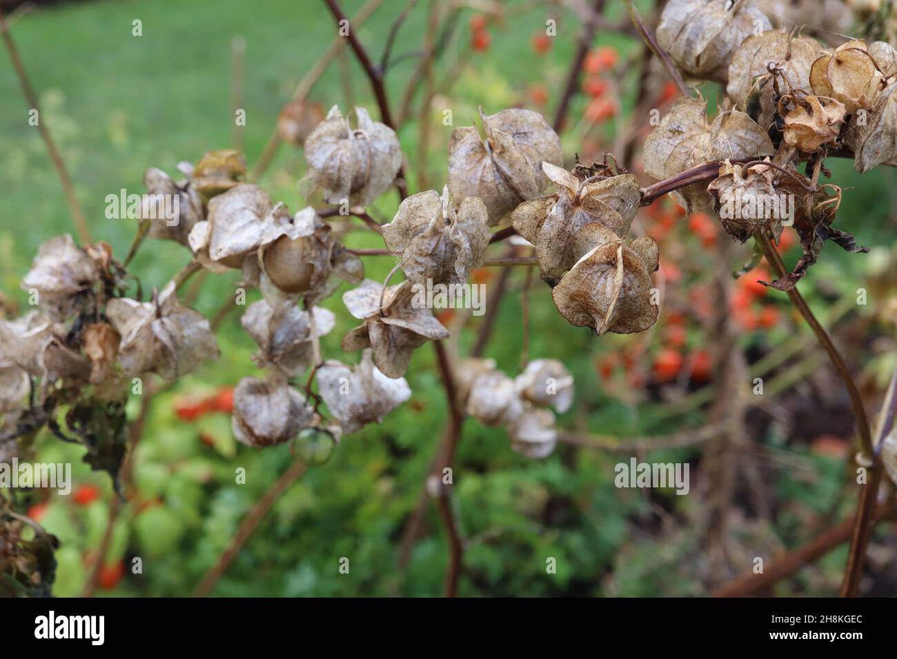 Nichandra physalodes shoo-Fly plante – buff papilerie sphérique à bords tranchants et striées calyces, novembre, Angleterre, Royaume-Uni Banque D'Images