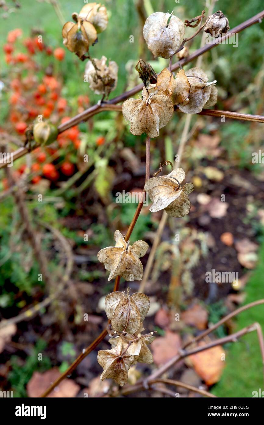 Nichandra physalodes shoo-Fly plante – buff papilerie sphérique à bords tranchants et striées calyces, novembre, Angleterre, Royaume-Uni Banque D'Images