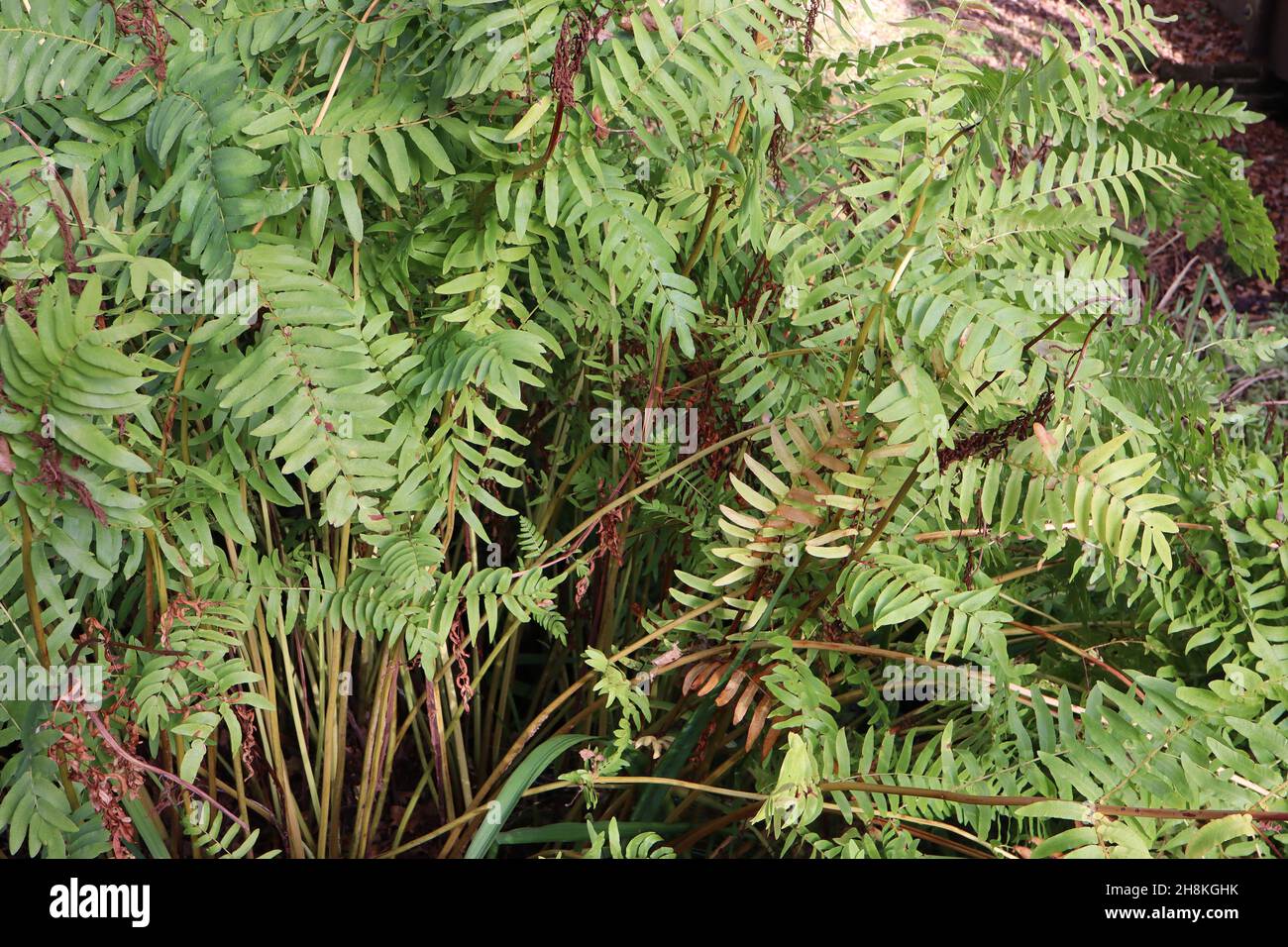 Osmunda regalis fougère royale – fougère géante avec frondes bipennées et tiges de buff vert moyen simples, novembre, Angleterre, Royaume-Uni Banque D'Images